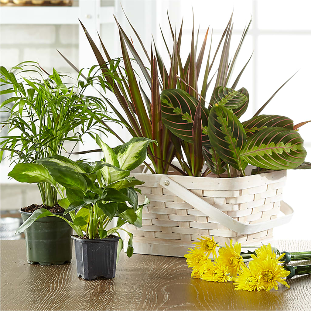 Florist Designed Blooming and Green Plants in a Basket – The Woodlands Flowers, Conroe TX