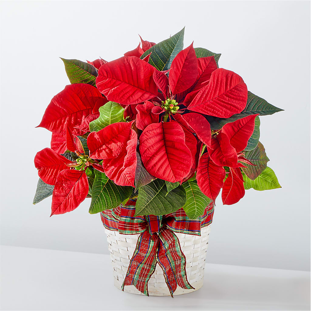 Happiest Holidays Poinsettia – The Woodlands Flowers, Conroe TX