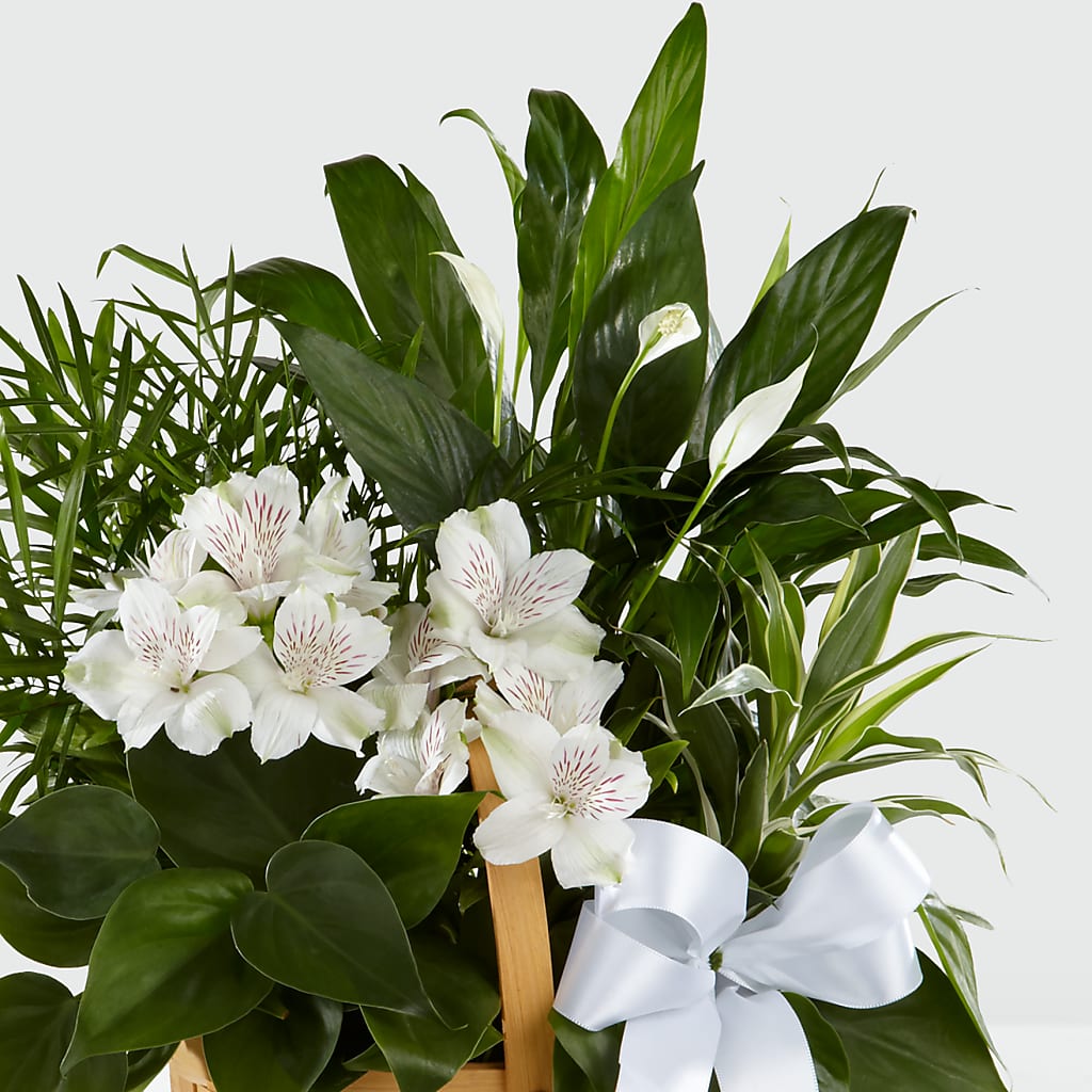 Peace & Serenity Dishgarden – The Woodlands Flowers, Conroe TX