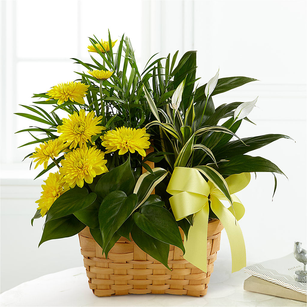Loving Light Dishgarden – The Woodlands Flowers, Conroe TX