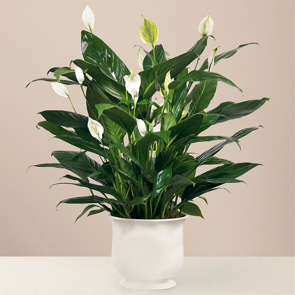 Comfort Planter – The Woodlands Flowers, Conroe TX
