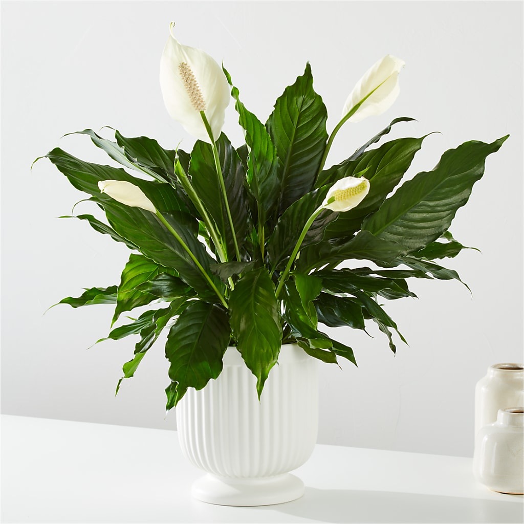 Comfort Planter – The Woodlands Flowers, Conroe TX