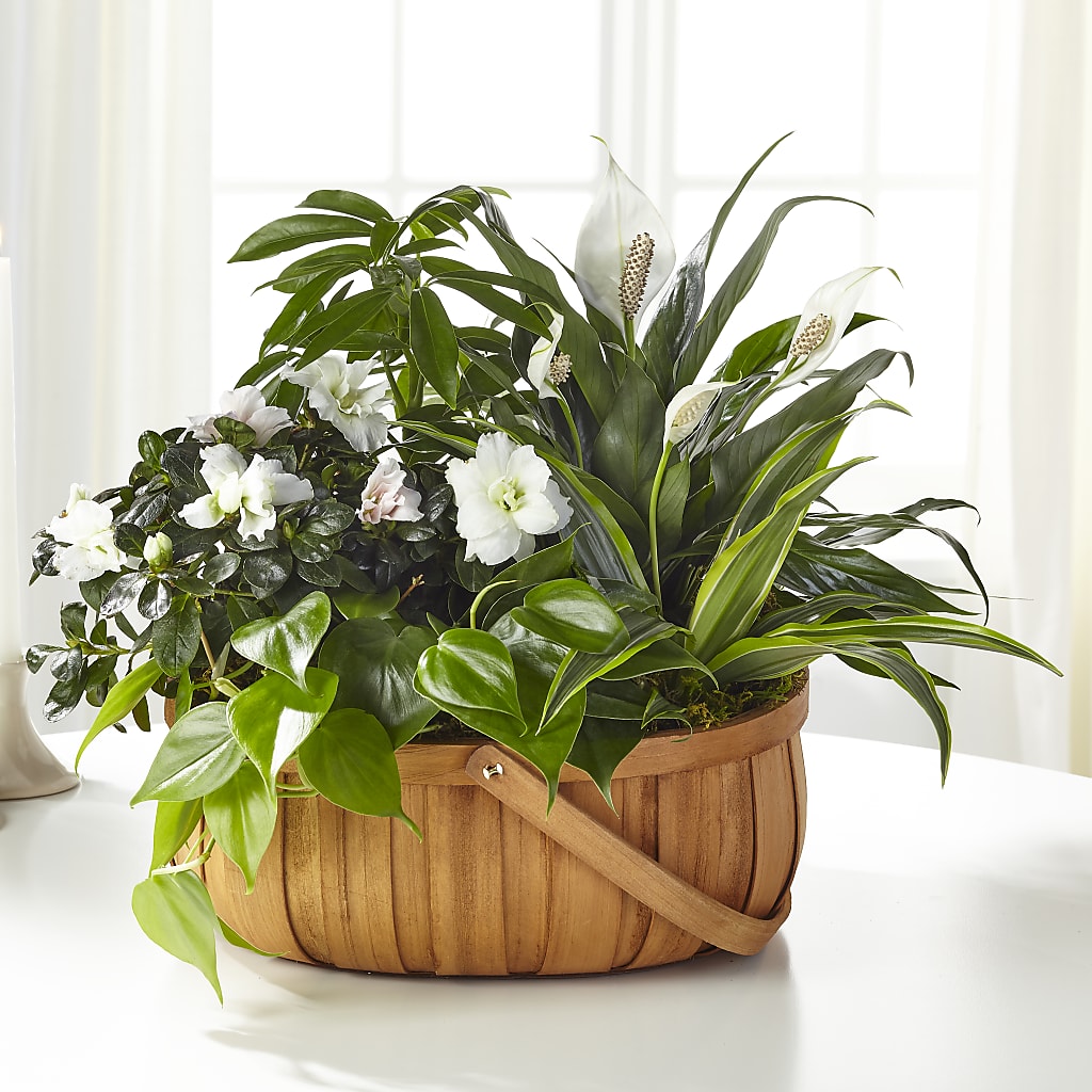 Serene Dishgarden – The Woodlands Flowers, Conroe TX