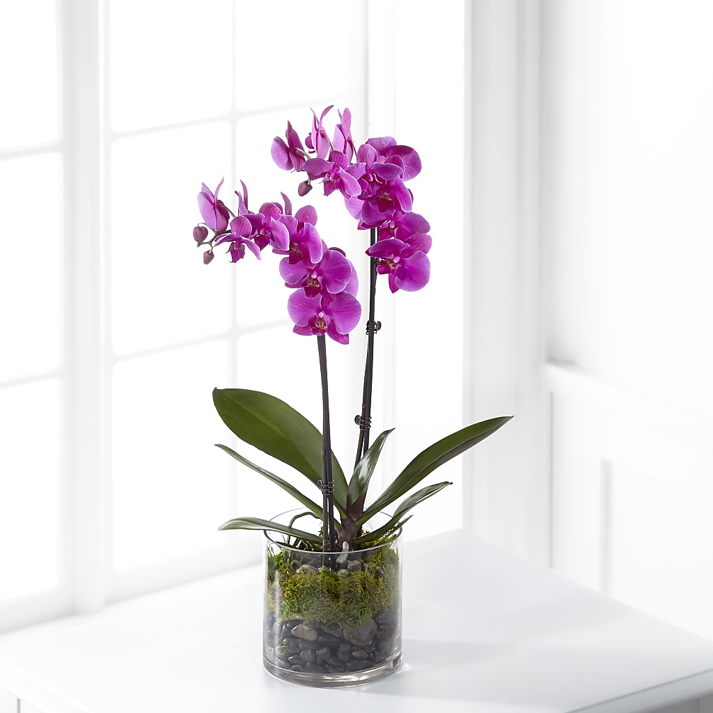 Pink Orchid Plant – The Woodlands Flowers, Conroe TX
