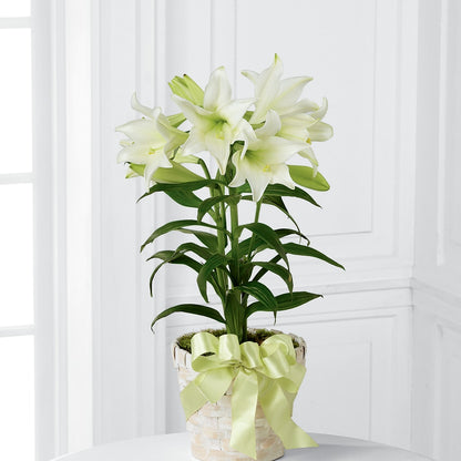 Easter Lily Plant –  The Woodlands Flowers, Conroe TX