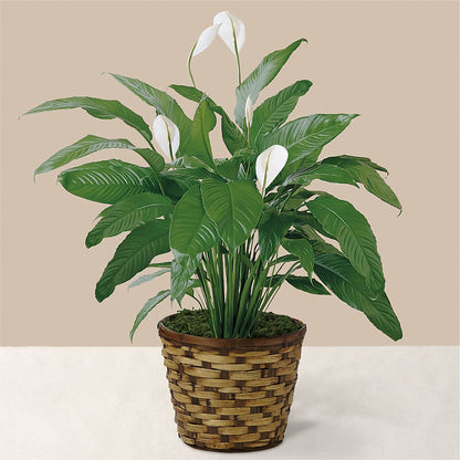 Tranquil Moments Peace Lily Plant –  The Woodlands Flowers, Conroe TX