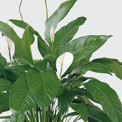Tranquil Moments Peace Lily Plant –  The Woodlands Flowers, Conroe TX