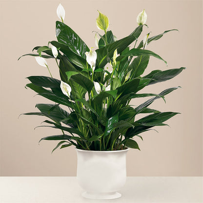 Comfort Planter –  The Woodlands Flowers, Conroe TX
