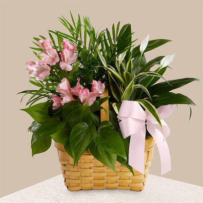 Living Spirit Dishgarden –  The Woodlands Flowers, Conroe TX
