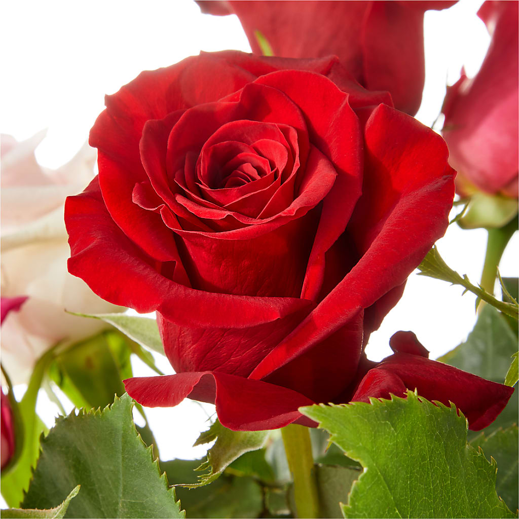 Love Notes Rose Bouquet –  The Woodlands Flowers, Conroe TX